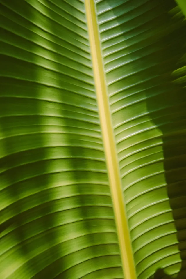 Close-up of a banana leaf with a yellow midrib and wavy texture.